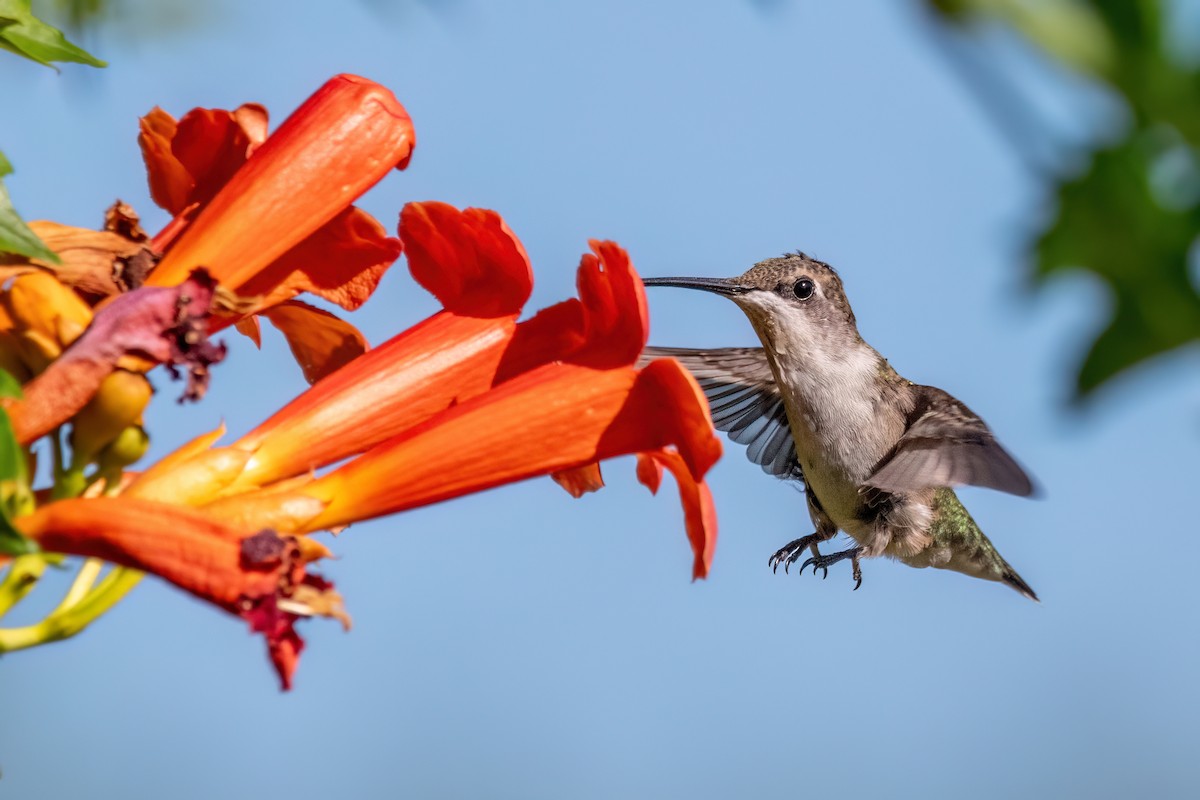 Ruby-throated Hummingbird - ML639558600