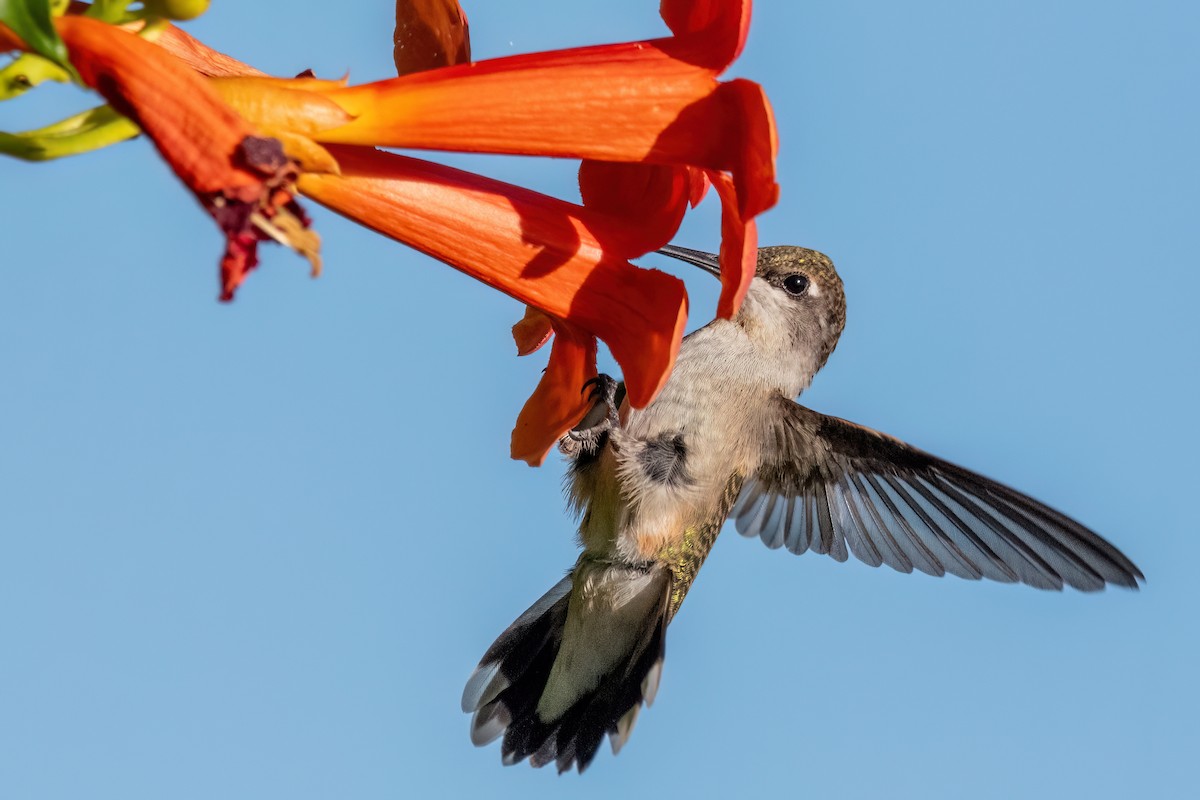 Ruby-throated Hummingbird - ML639558602