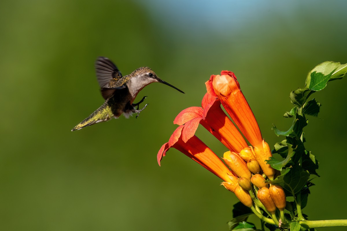 Ruby-throated Hummingbird - ML639558612