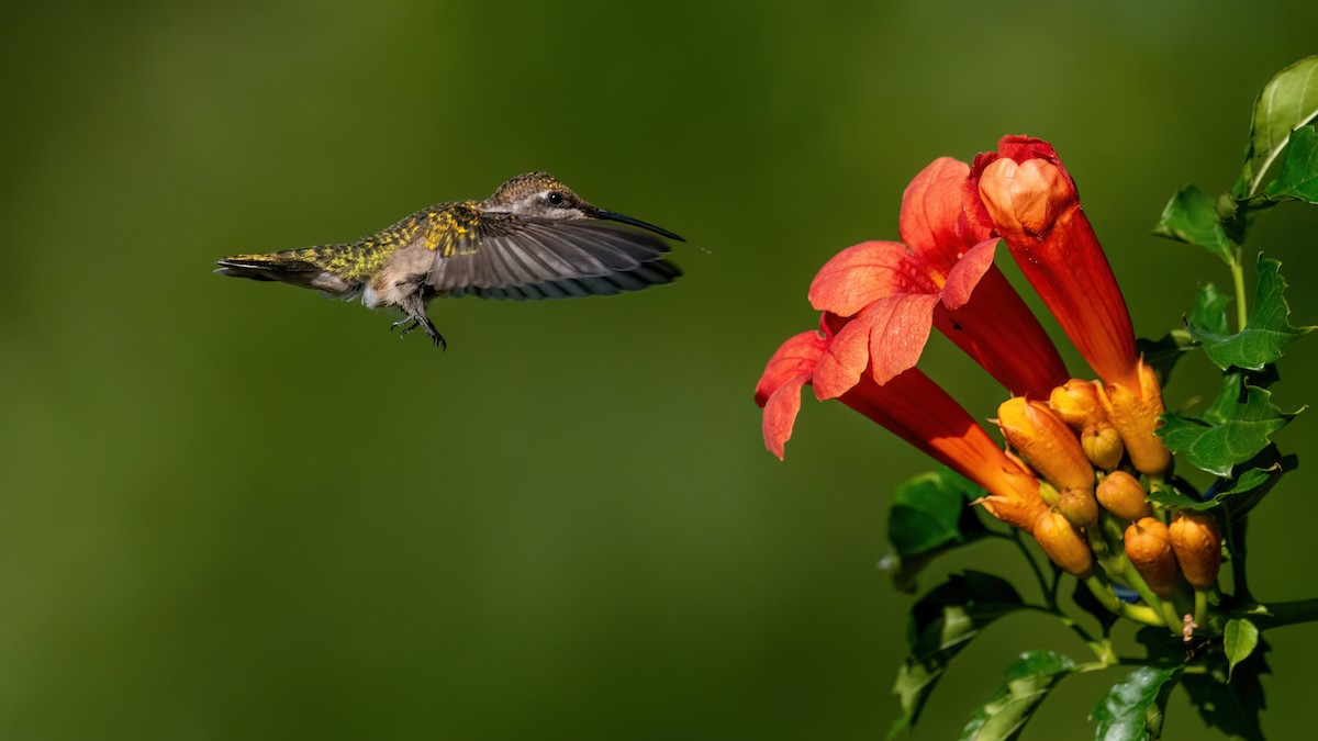 Ruby-throated Hummingbird - ML639558622