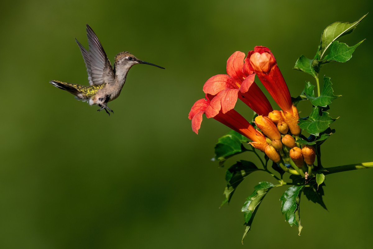 Ruby-throated Hummingbird - ML639558623