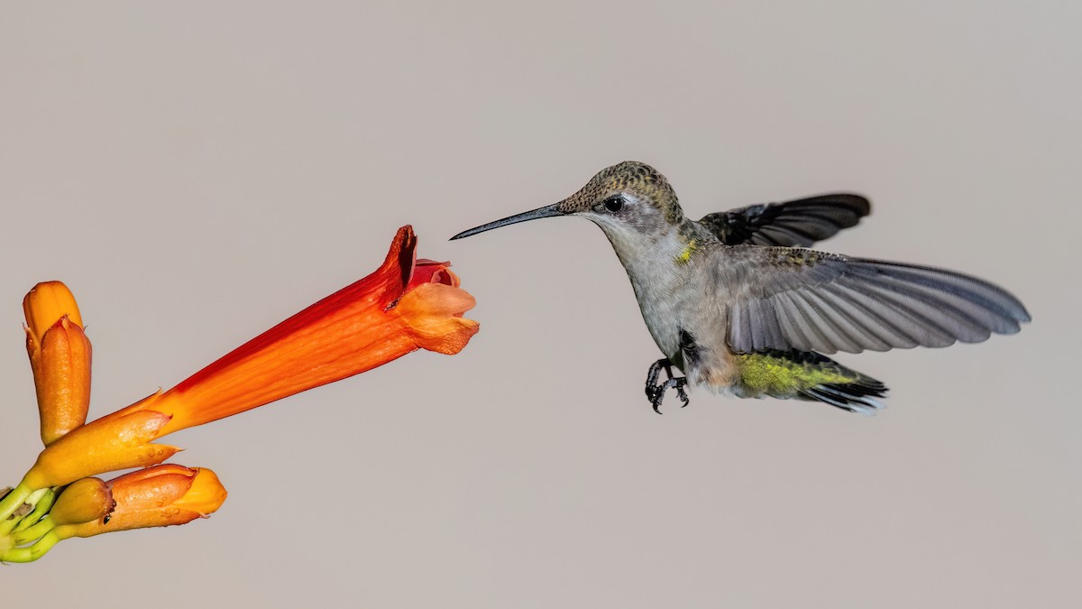 Ruby-throated Hummingbird - ML639558636