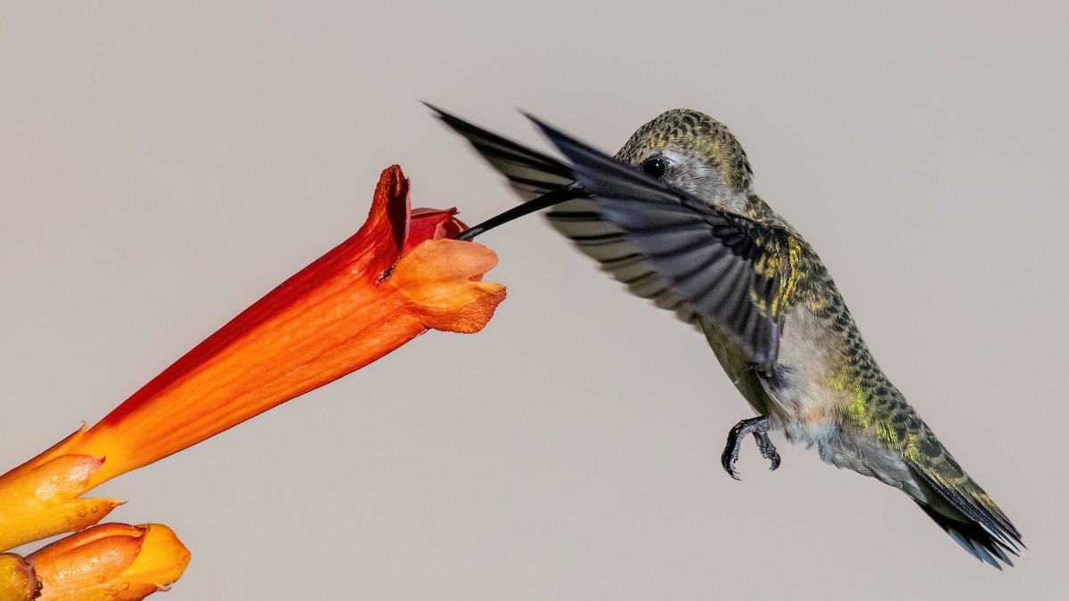 Ruby-throated Hummingbird - ML639558637