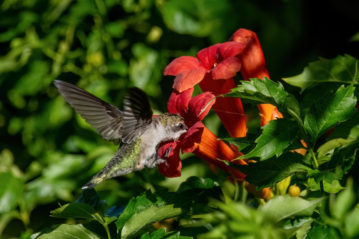 Ruby-throated Hummingbird - ML639558647