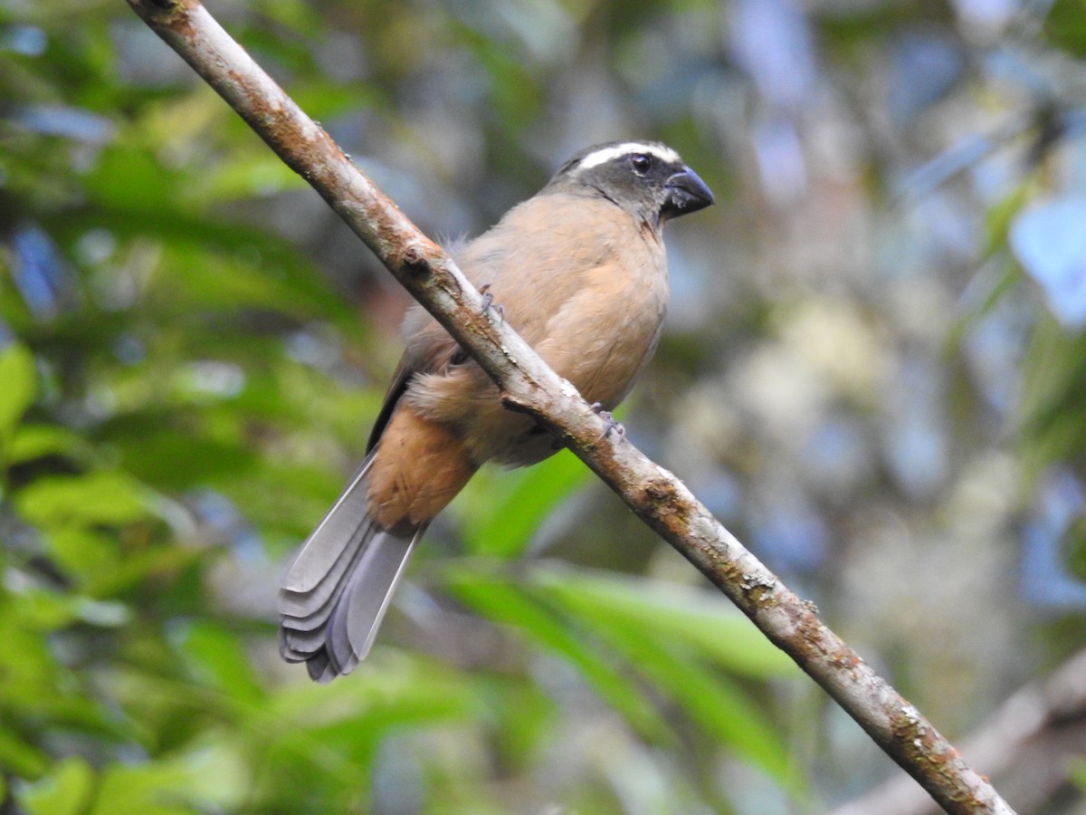 Thick-billed Saltator - ML639558651