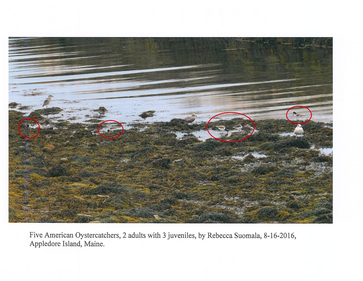 American Oystercatcher - ML639558703