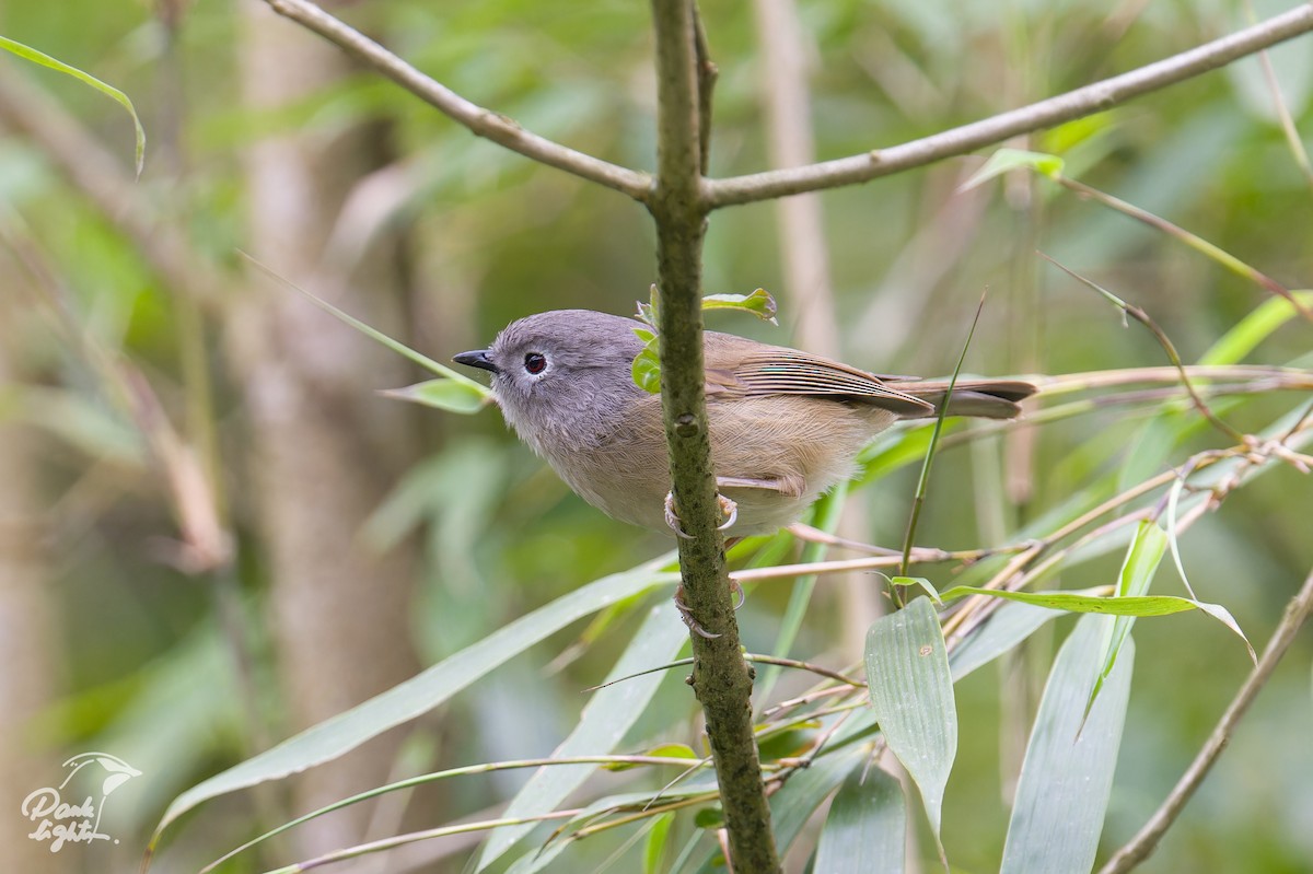 David's Fulvetta - ML639558723