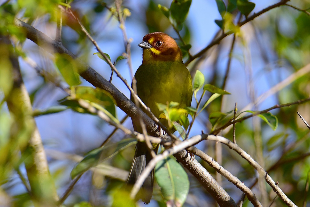 Fulvous-headed Brushfinch - ML639558736