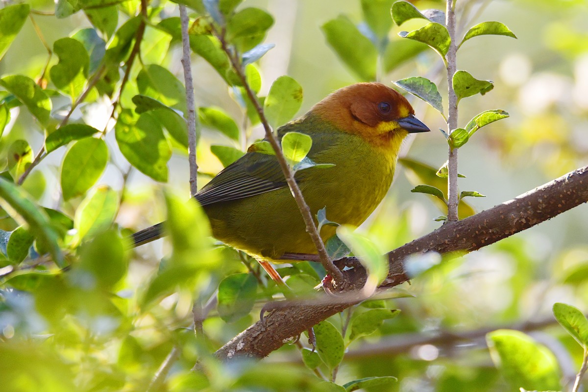 Fulvous-headed Brushfinch - ML639558737