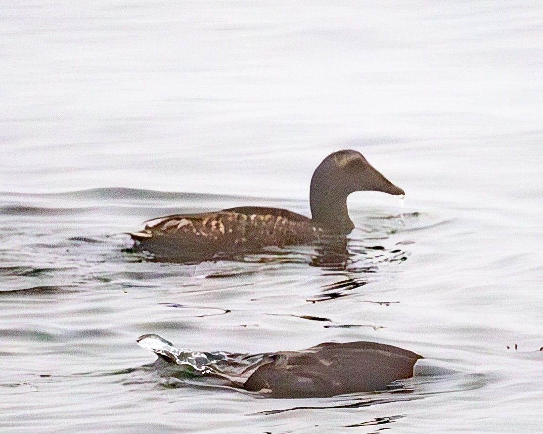 Common Eider - ML639558758