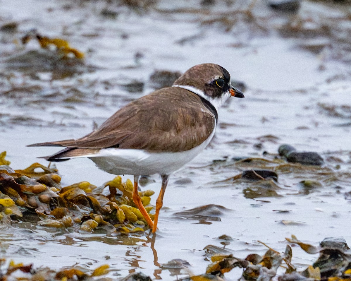 Semipalmated Plover - ML639558778