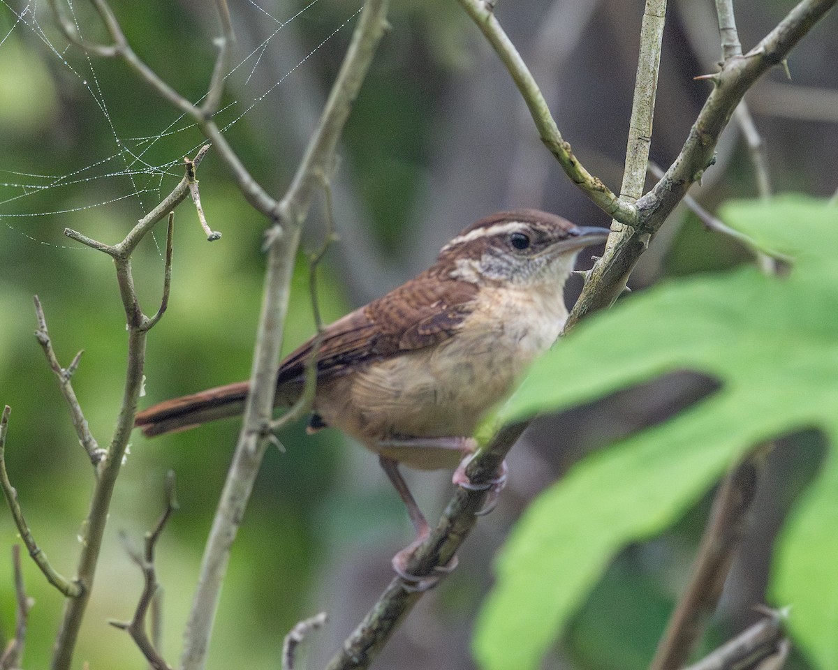 Carolina Wren - ML639558786