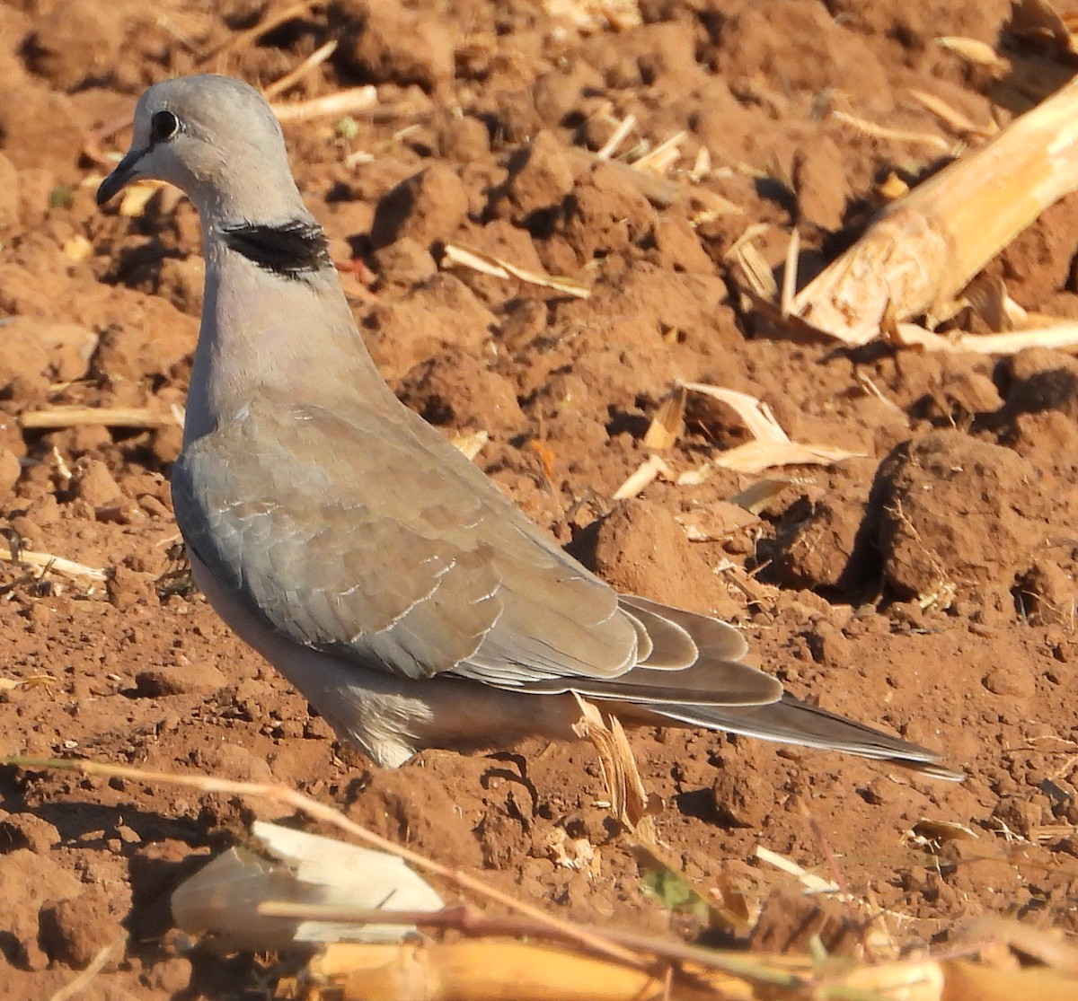 Halkalı Kap Kumrusu - ML639558808