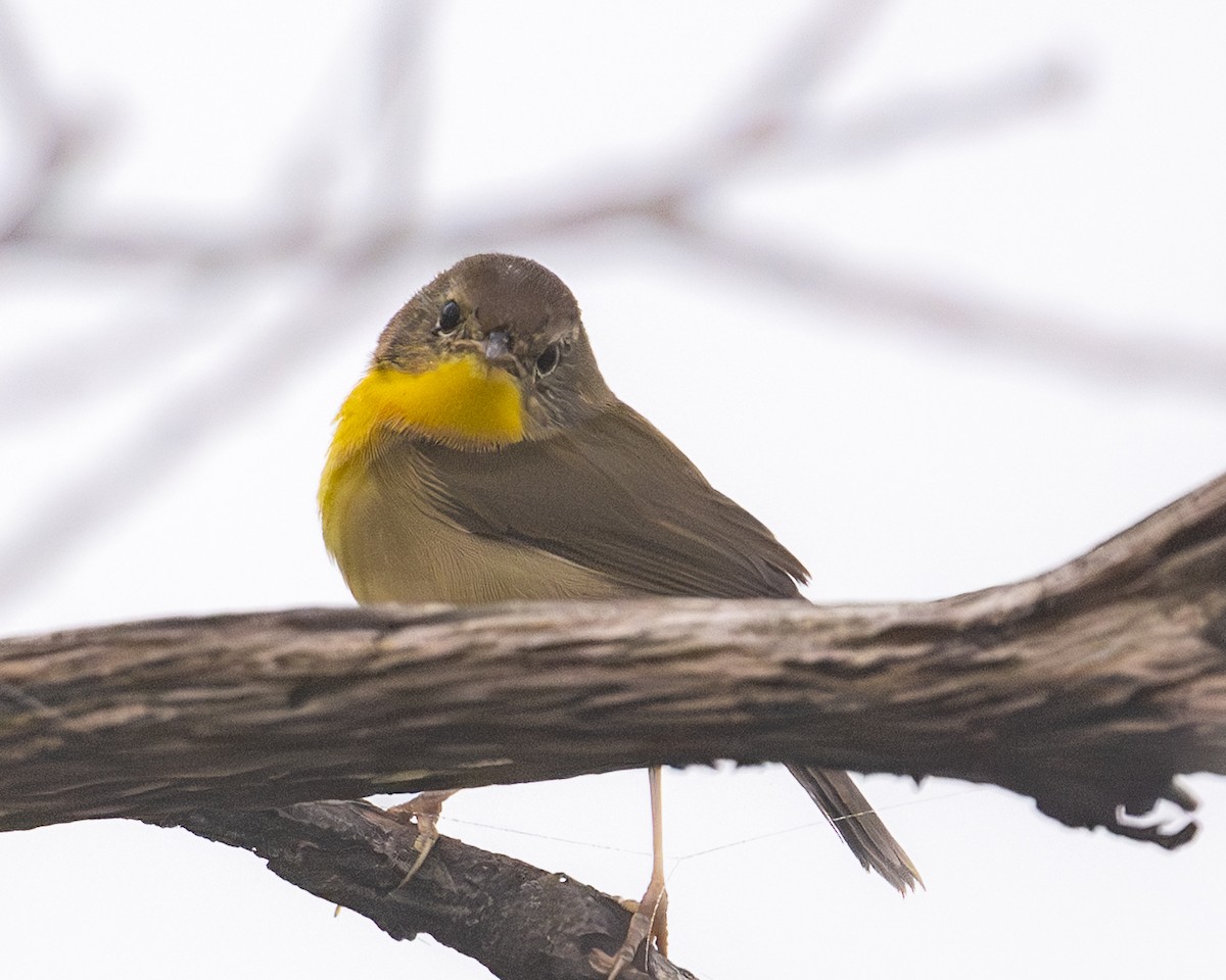 Common Yellowthroat - ML639558809
