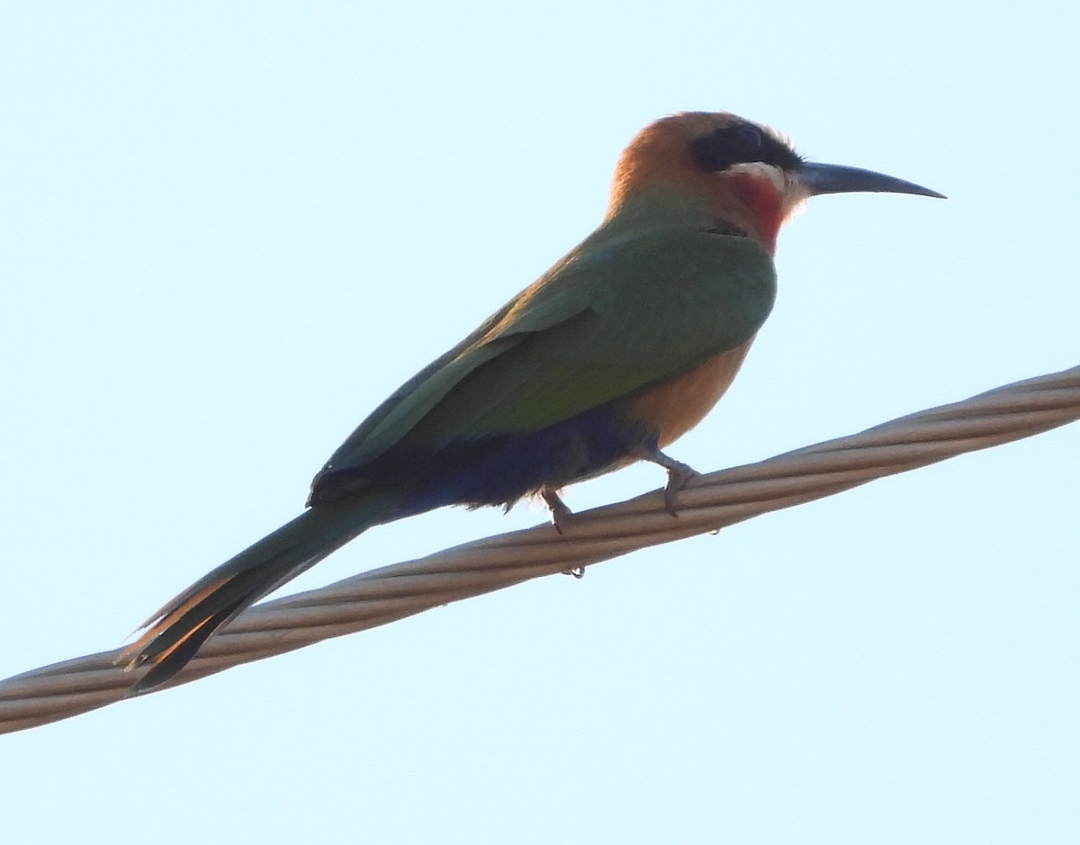 White-fronted Bee-eater - ML639558811