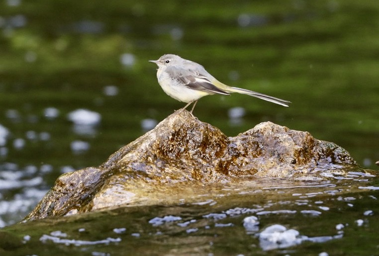 Gray Wagtail - ML639558863