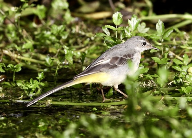 Gray Wagtail - ML639558864