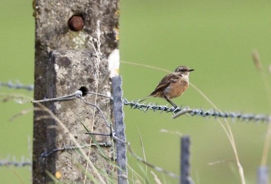 European Stonechat - ML639558874