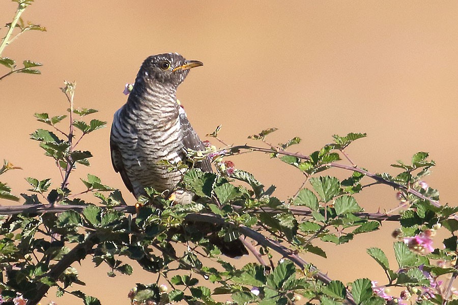 kukačka obecná - ML639558891