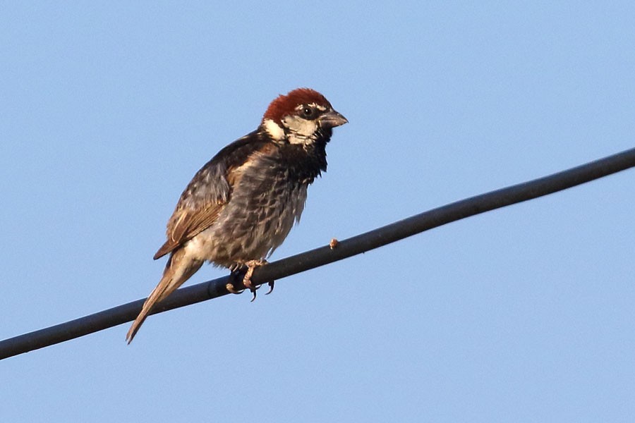 vrabec pokřovní - ML639558909