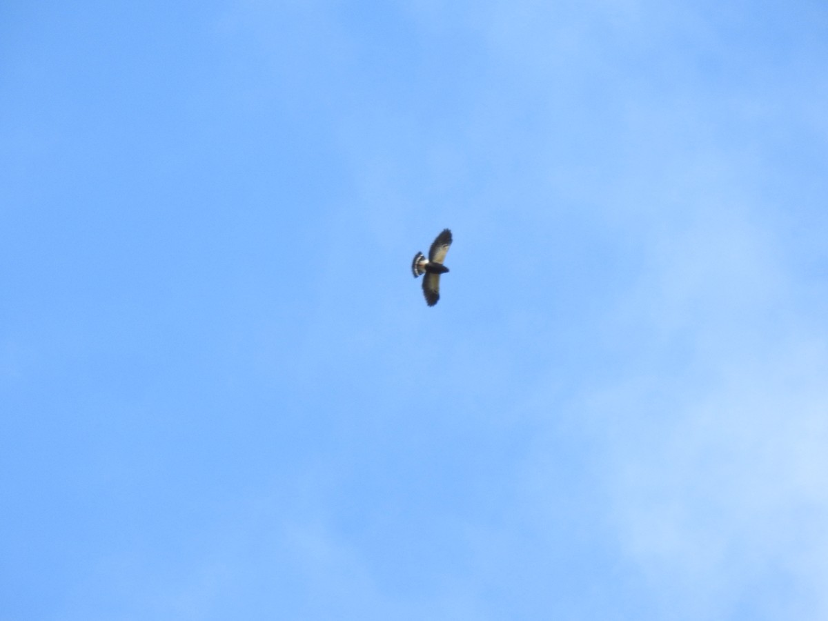 White-rumped Hawk - ML639558910