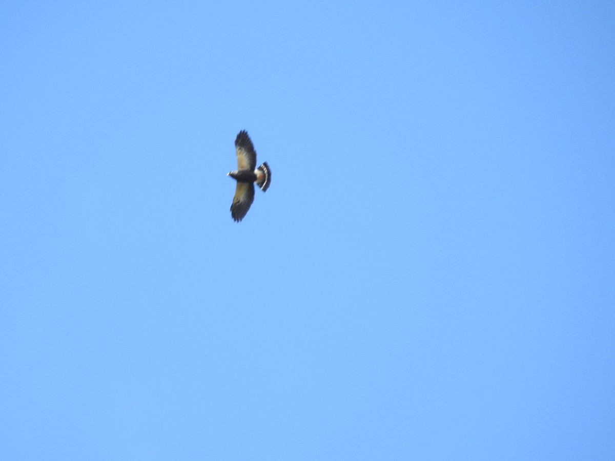 White-rumped Hawk - ML639558911