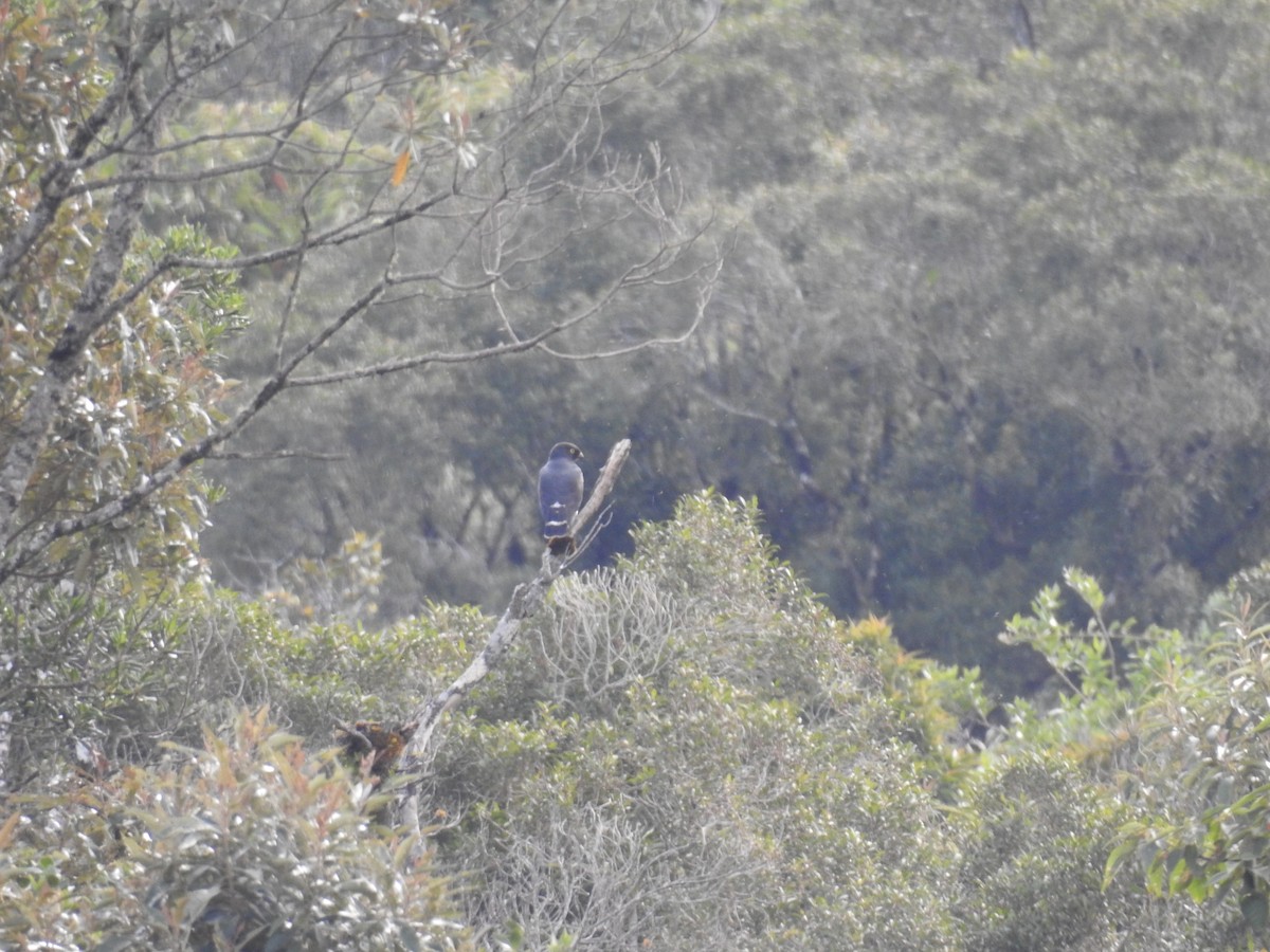 White-rumped Hawk - ML639558912
