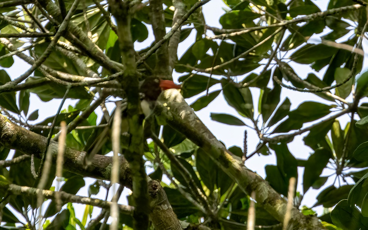 Red-billed Dwarf Hornbill - ML639558940