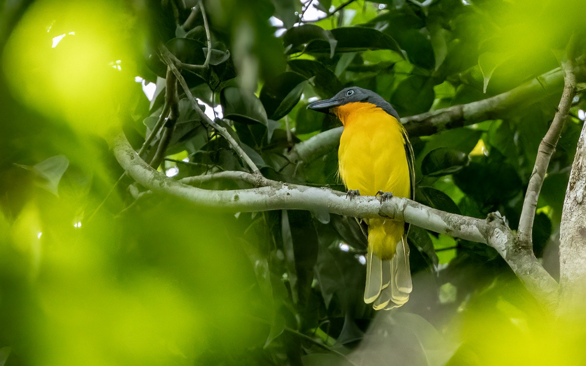 Lagden's Bushshrike (Lagden's) - ML639558950