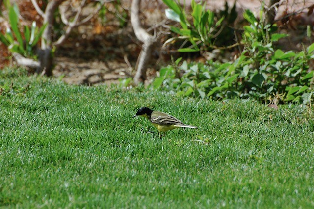 Western Yellow Wagtail (feldegg) - ML639559012
