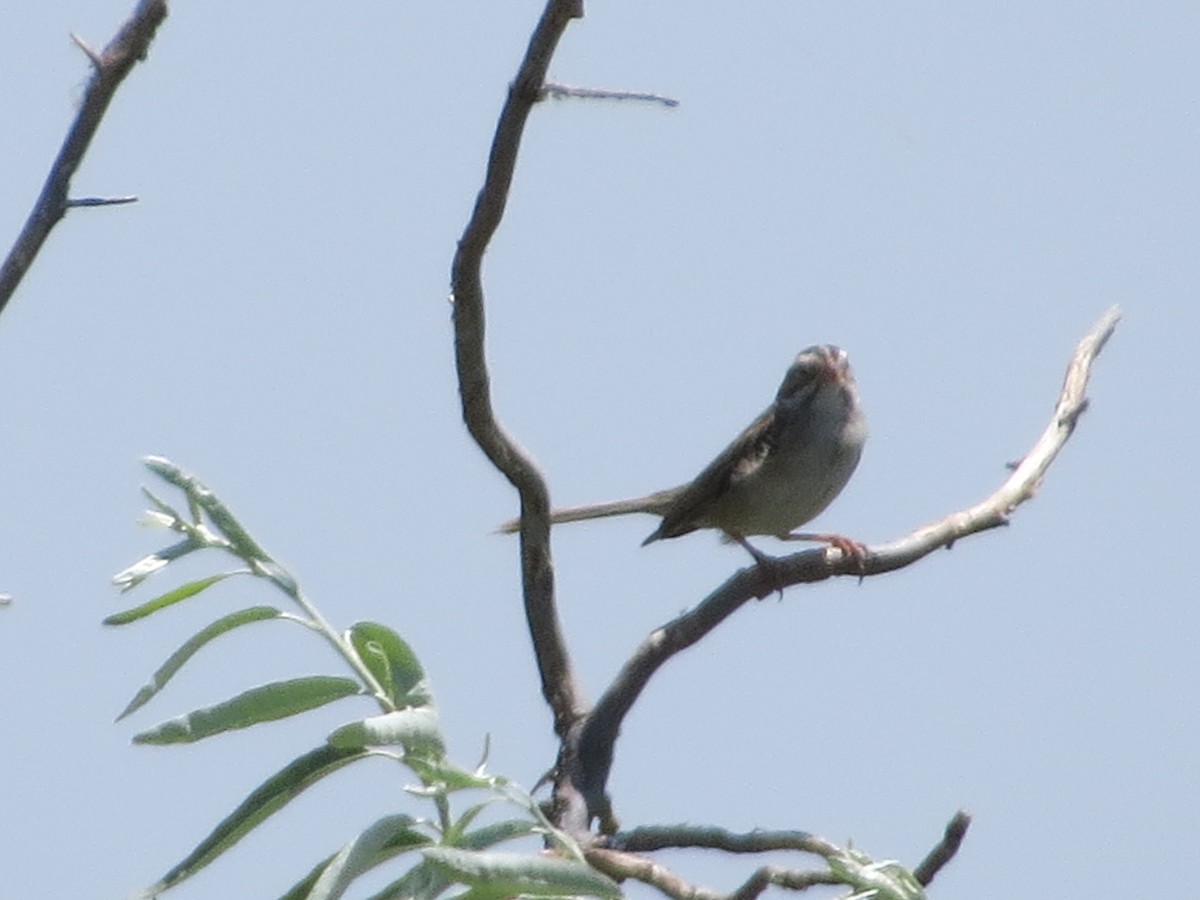 Clay-colored Sparrow - jack paul