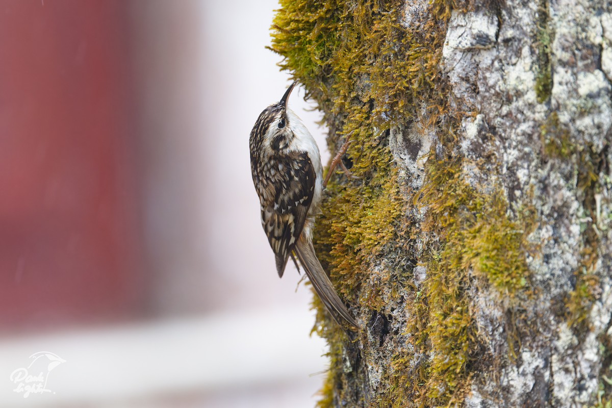 Hodgson's Treecreeper - ML639559194