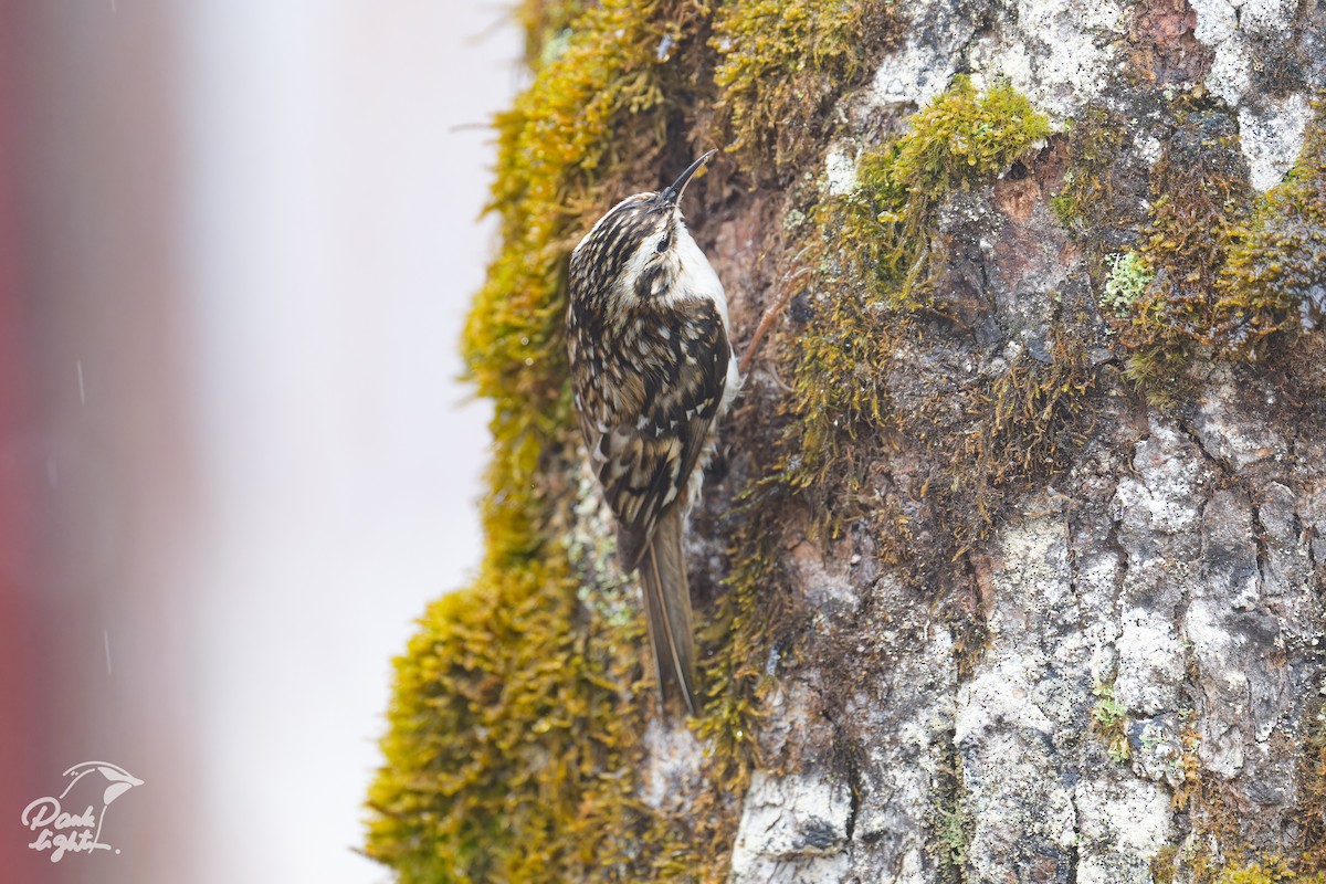 Hodgson's Treecreeper - ML639559195