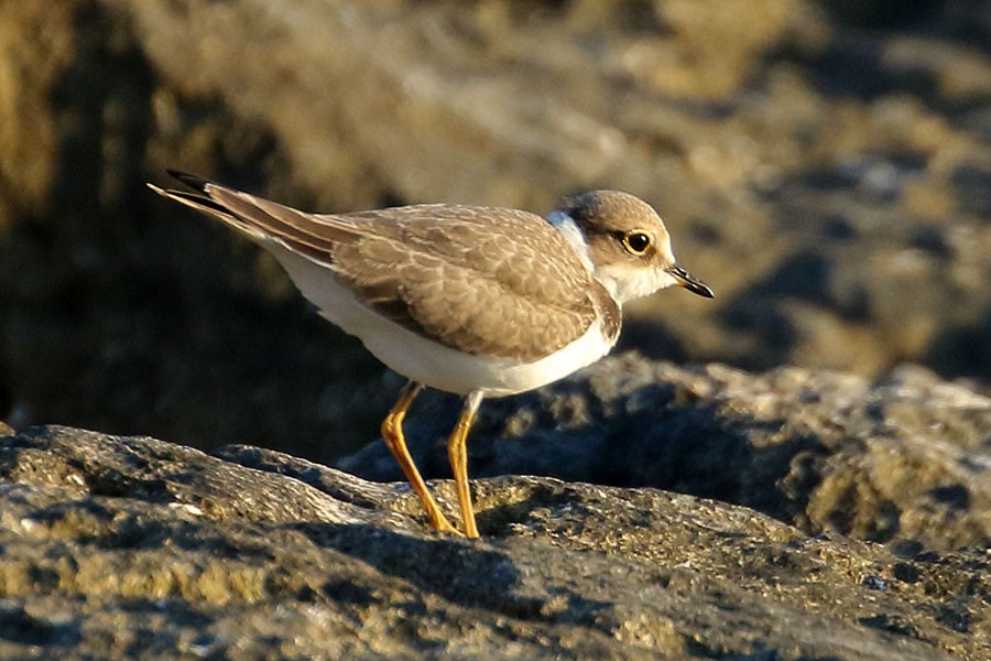 kulík říční - ML639559218