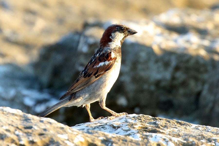 vrabec domácí - ML639559229