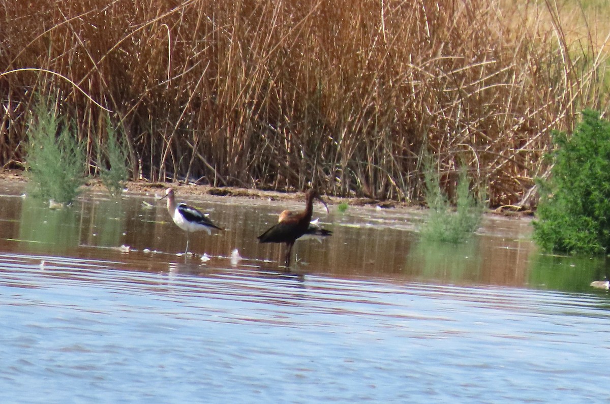 American Avocet - ML639559236