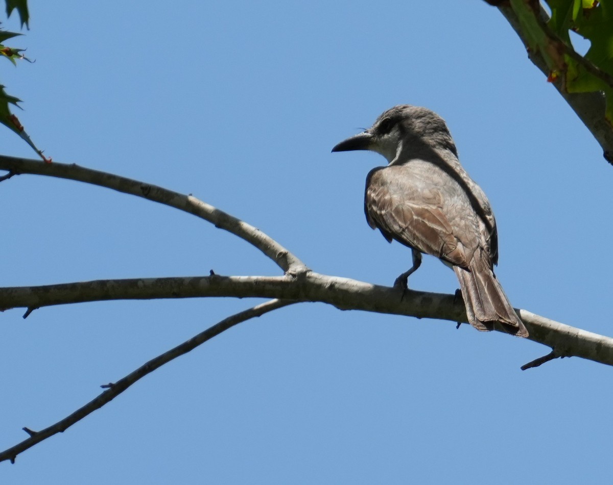 Gray Kingbird - ML639559287