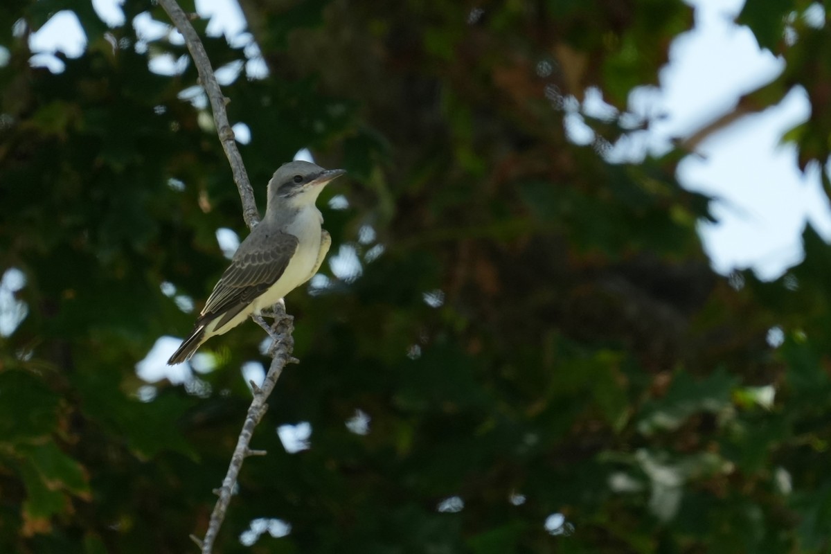 Gray Kingbird - ML639559288