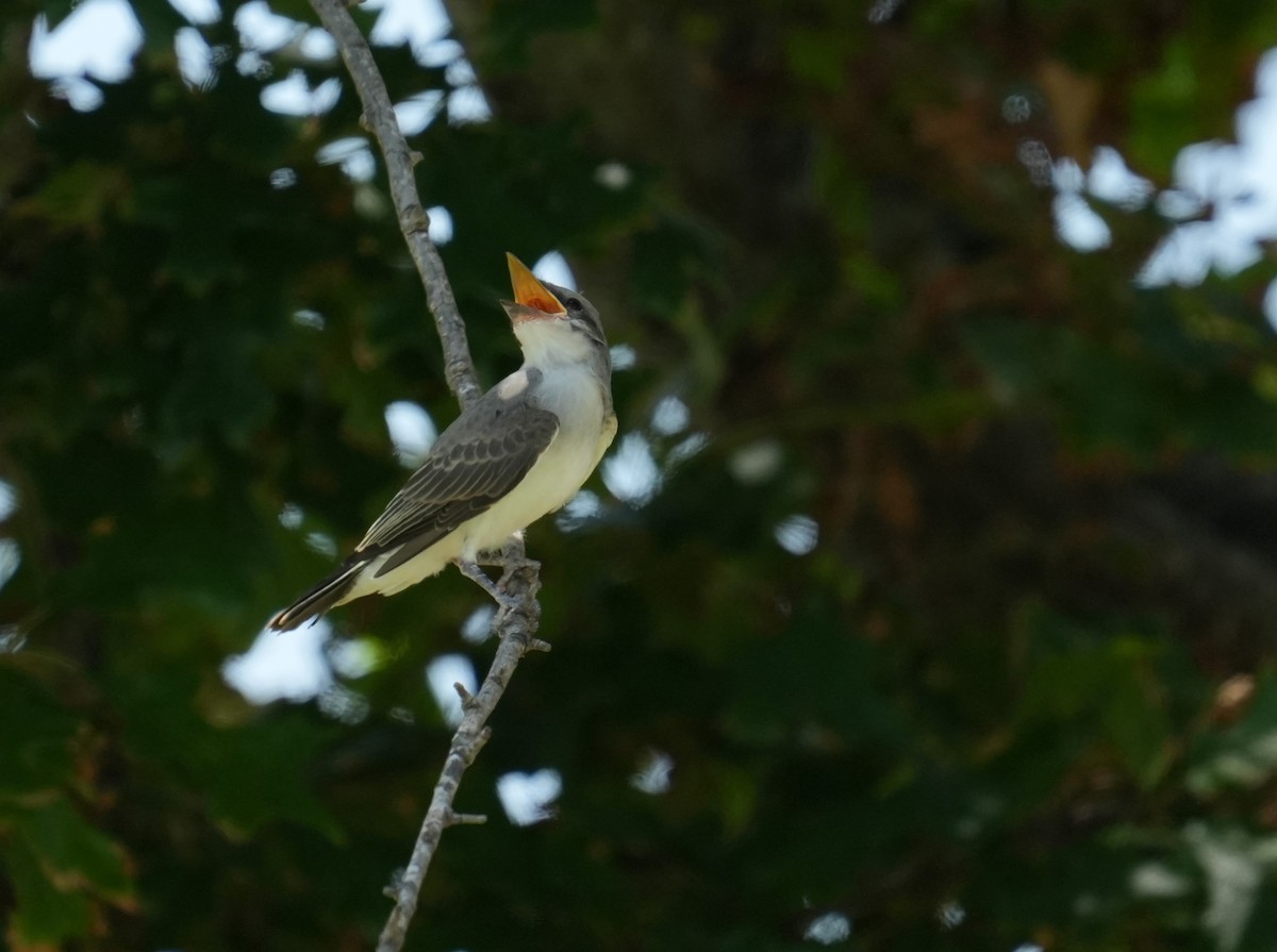 Gray Kingbird - ML639559289