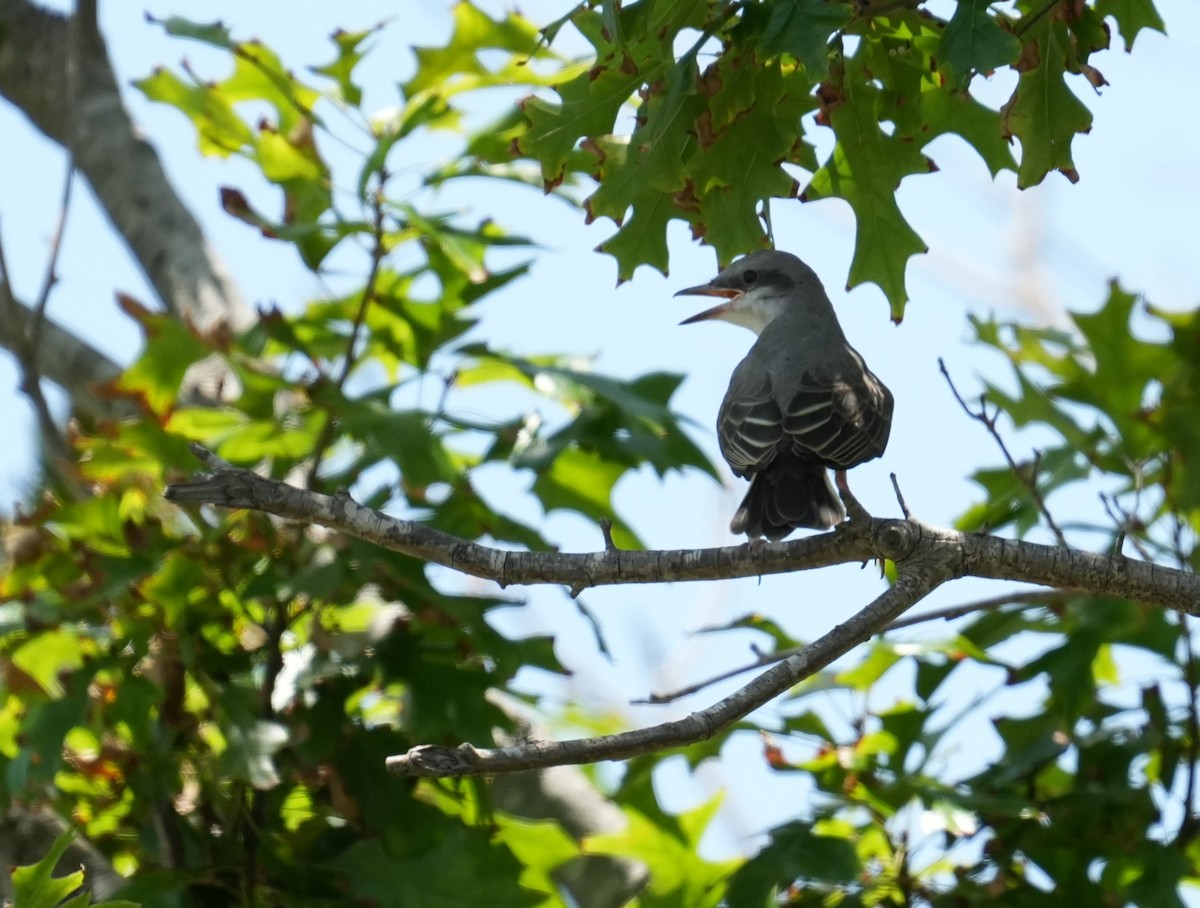 Gray Kingbird - ML639559290
