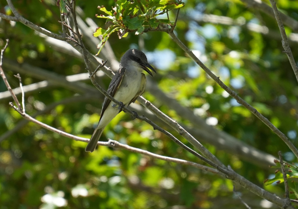 Gray Kingbird - ML639559291