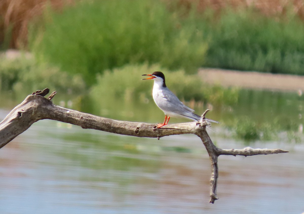 Forster's Tern - ML639559293