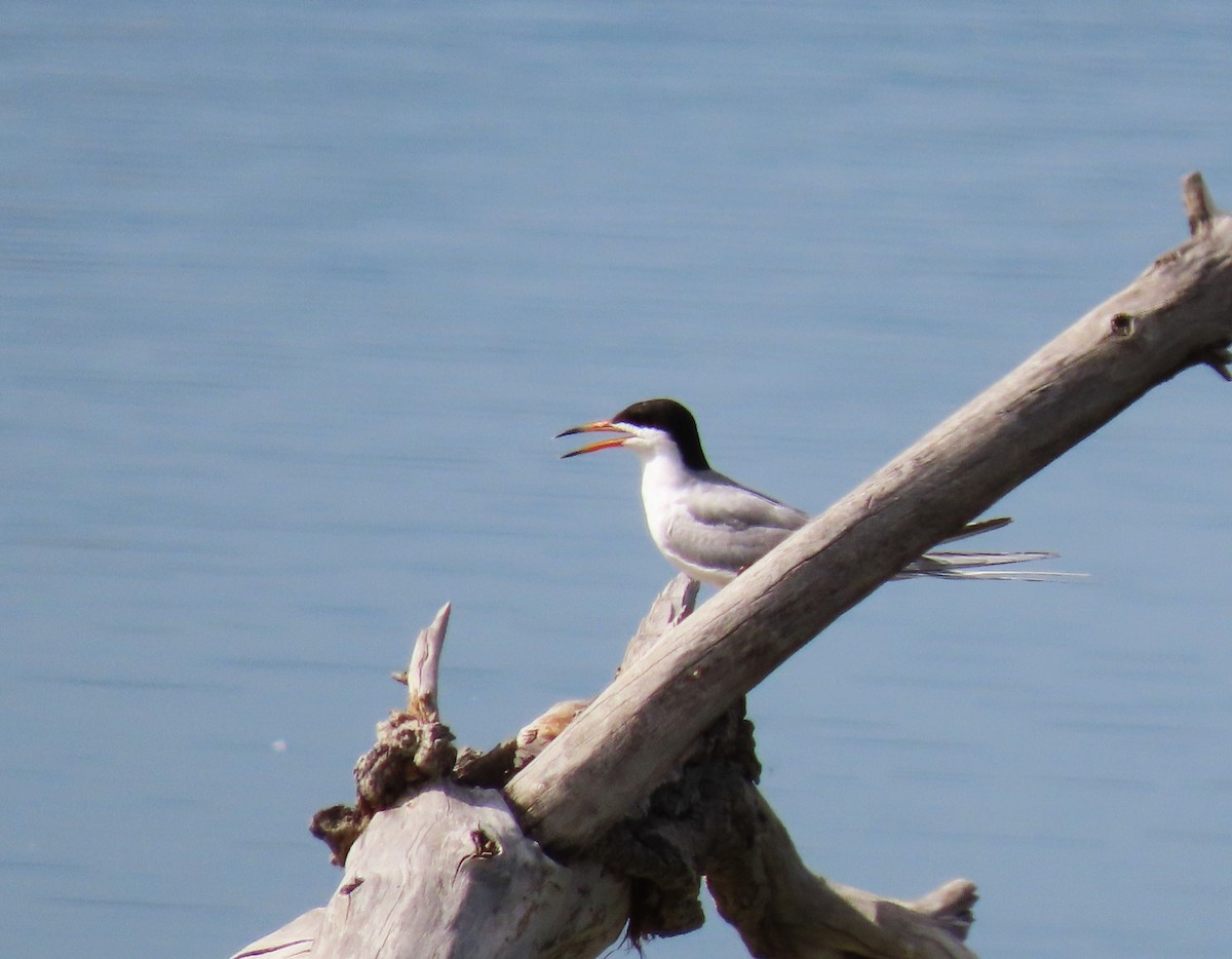 Forster's Tern - ML639559295