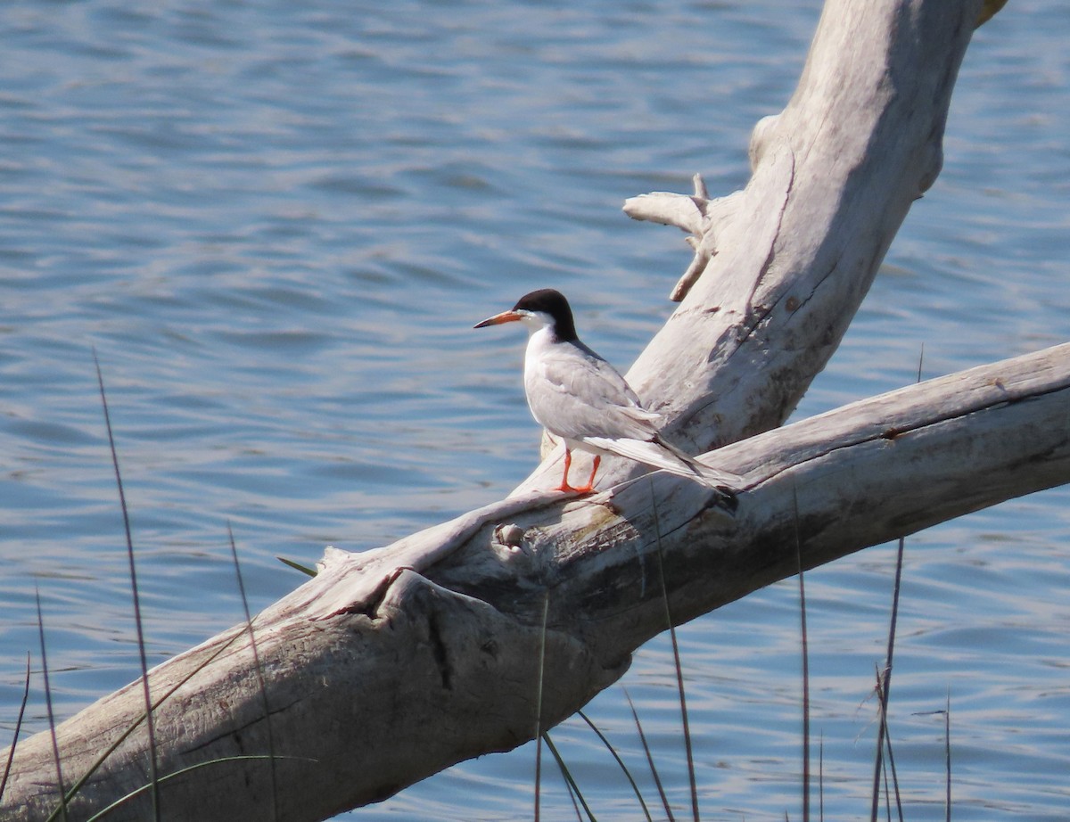 Forster's Tern - ML639559296