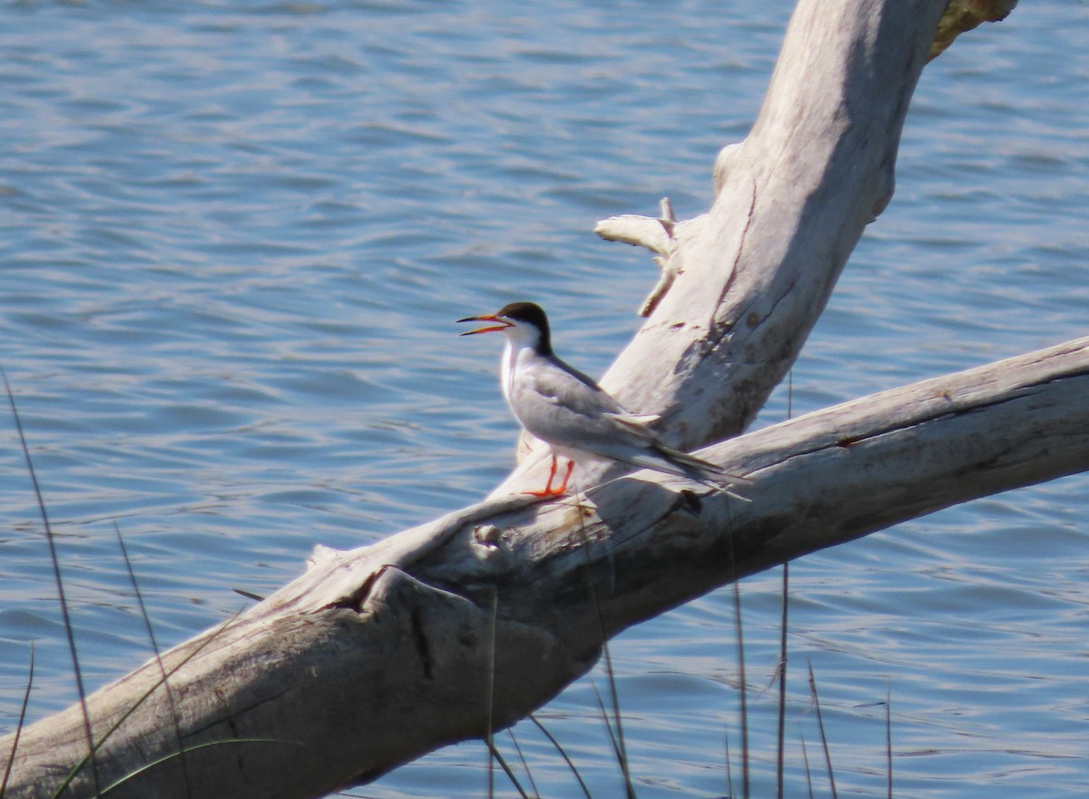 Forster's Tern - ML639559297