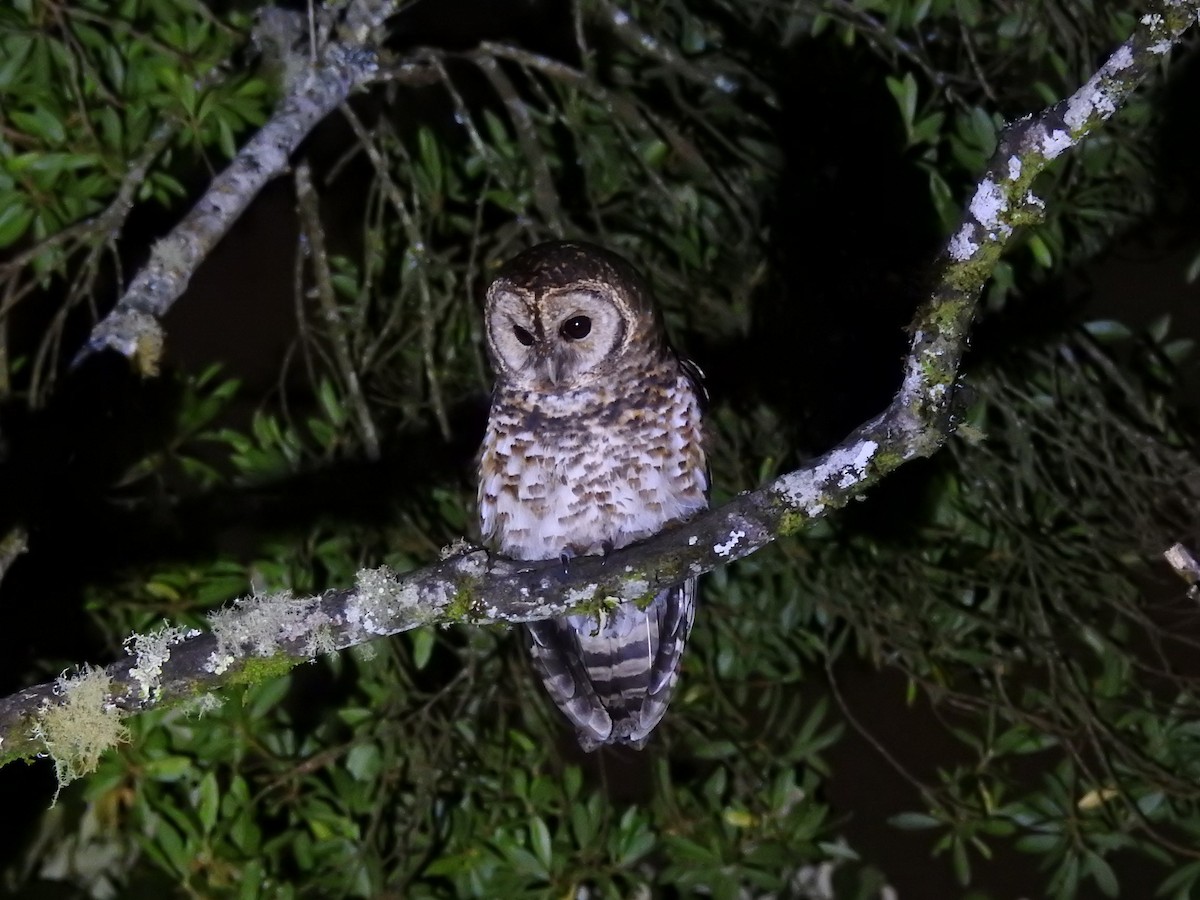 Rusty-barred Owl - ML639559313