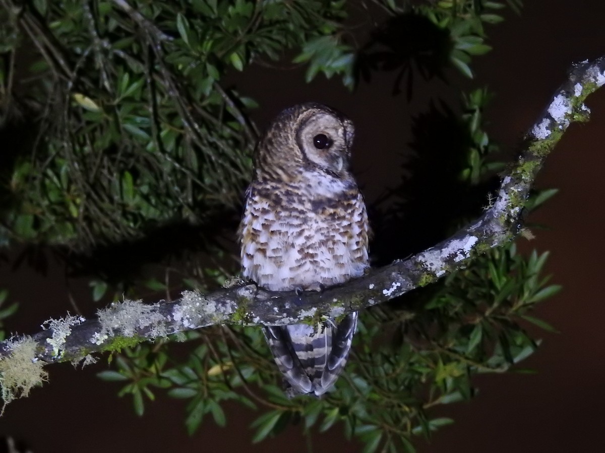 Rusty-barred Owl - ML639559317
