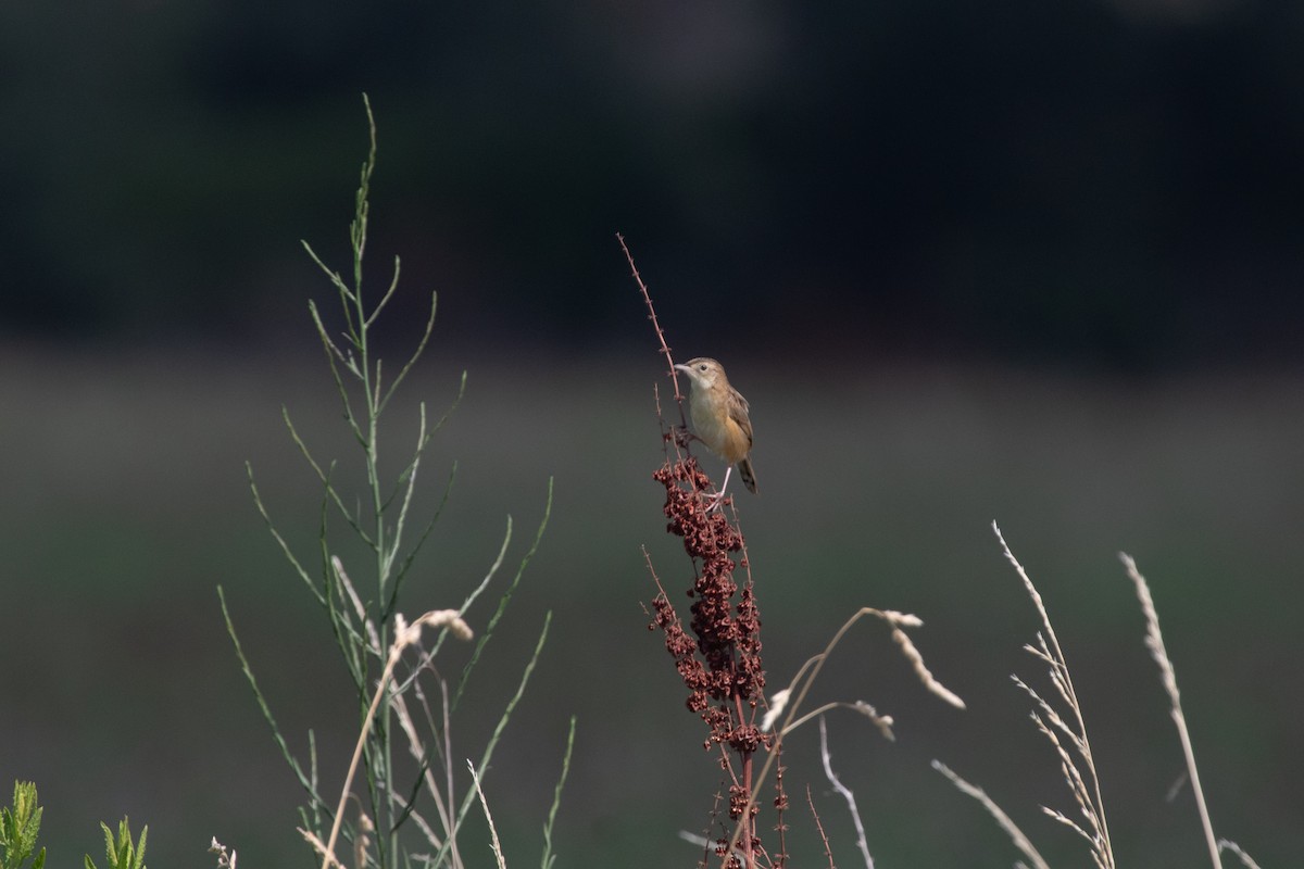 Zitting Cisticola - ML639559435