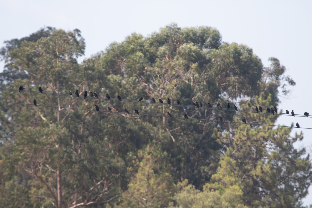 Spotless Starling - ML639559448