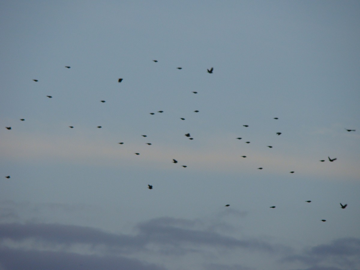 Icteridae sp. - ML639559460